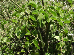 Cissus rotundifolia