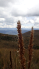 Cortaderia hapalotricha