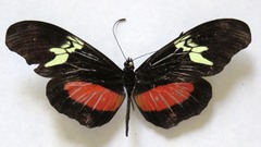 Heliconius hortense