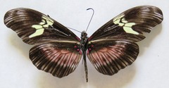 Heliconius hortense