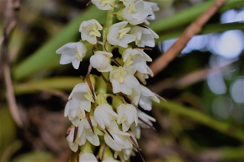 Coelia triptera, photograph 4