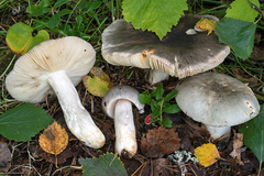Russula atroglauca