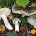 Russula atroglauca - Photo (c) Federico Calledda, some rights reserved (CC BY-NC), uploaded by Federico Calledda