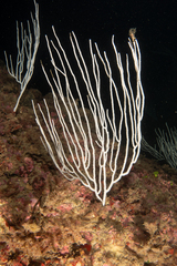 Eunicella singularis