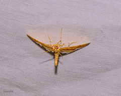 Blepharomastix ranalis