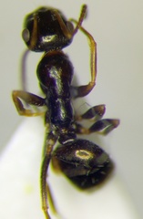Proformica epinotalis
