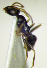 Proformica epinotalis