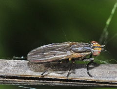 Pherbellia cinerella