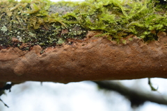 Fuscoporia ferruginosa