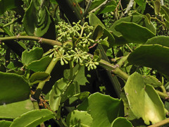 Cissus rotundifolia