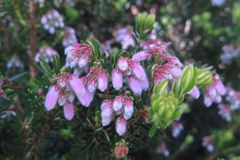 Erica caterviflora
