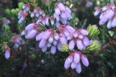 Erica caterviflora