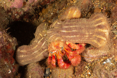 Calliactis parasitica image