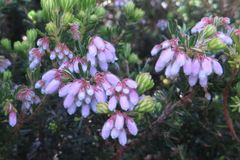 Erica caterviflora