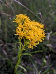 Solidago vossii