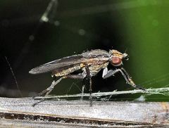 Pherbellia cinerella