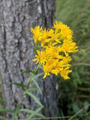 Solidago vossii