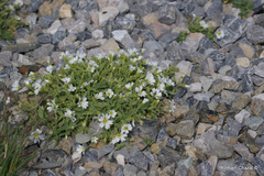 Cerastium latifolium