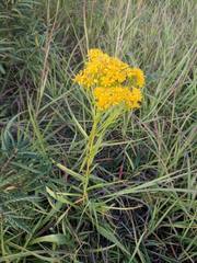 Solidago vossii