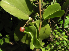Cissus rotundifolia