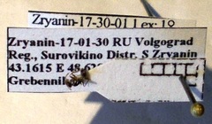 Proformica epinotalis