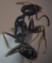 Proformica epinotalis