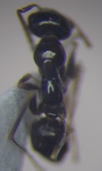 Proformica epinotalis