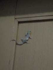 Hemidactylus frenatus