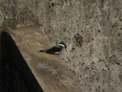 Chloroceryle amazona