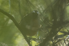 Montecincla cachinnans