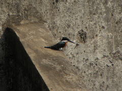 Chloroceryle amazona