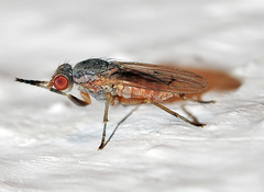 Pherbellia ventralis