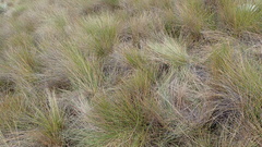 Calamagrostis effusa