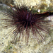Hatpin Urchin - Photo (c) Nicolas Lagière, some rights reserved (CC BY-NC), uploaded by Nicolas Lagière