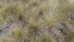 Calamagrostis effusa