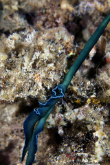 Bonellia viridis