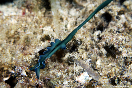 Green Spoonworm, South Aegean, Aegean, GR, photo 8 of 10