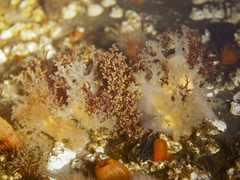 Dendronotus lacteus