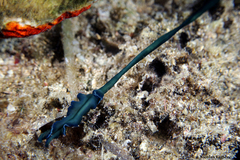 Bonellia viridis