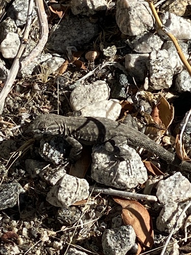 iNaturalist observation photo of Western Side-blotched Lizard