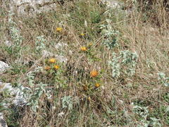 Marrubium incanum
