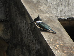 Chloroceryle amazona