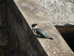 Chloroceryle amazona