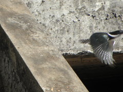 Chloroceryle amazona