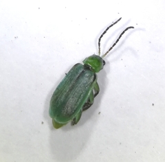 Diabrotica longicornis