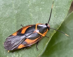 Eustegasta poecila