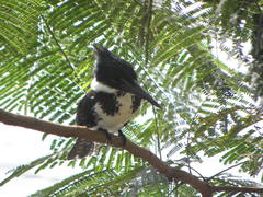 Chloroceryle amazona
