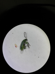 Diabrotica longicornis