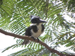 Chloroceryle amazona
