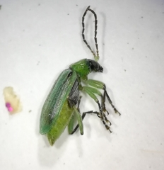 Diabrotica longicornis
